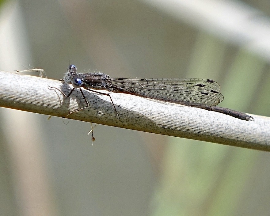 winter damselfly